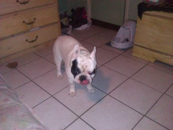 Safe French Bulldog in Spring Hill, FL