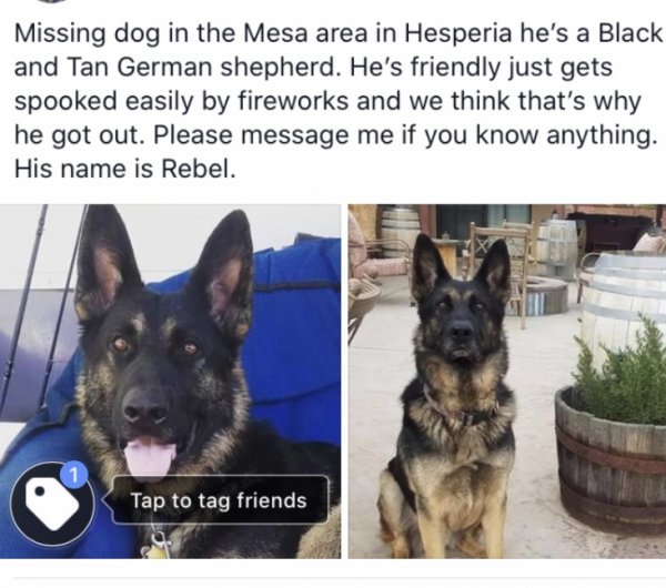 Safe German Shepherd Dog in Hesperia, CA