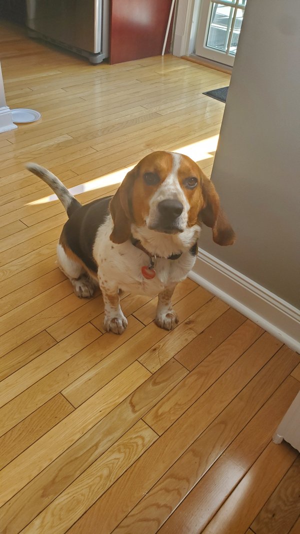 Safe Beagle in Bellerose, NY