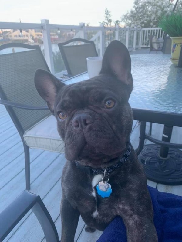 Safe French Bulldog in Discovery Bay, CA