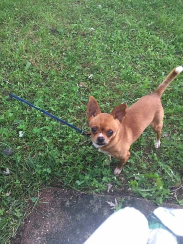 Safe Chihuahua in Woodbridge, VA