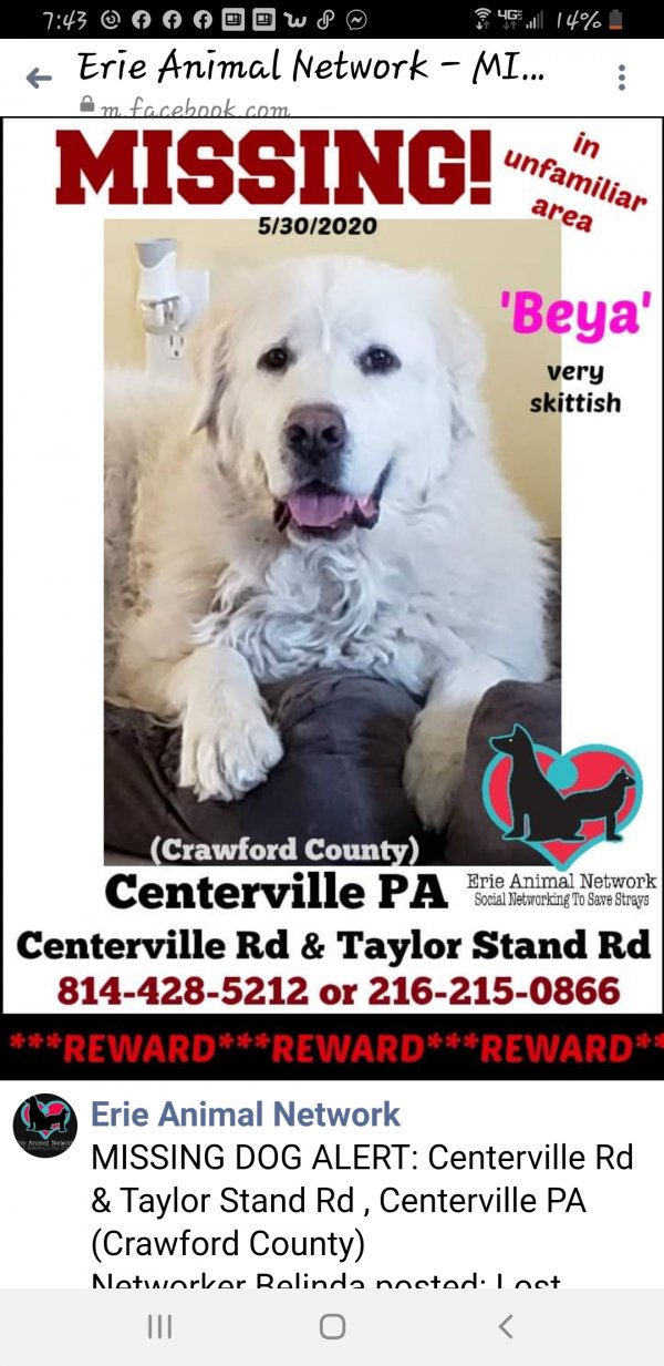Safe Great Pyrenees in Centerville, PA