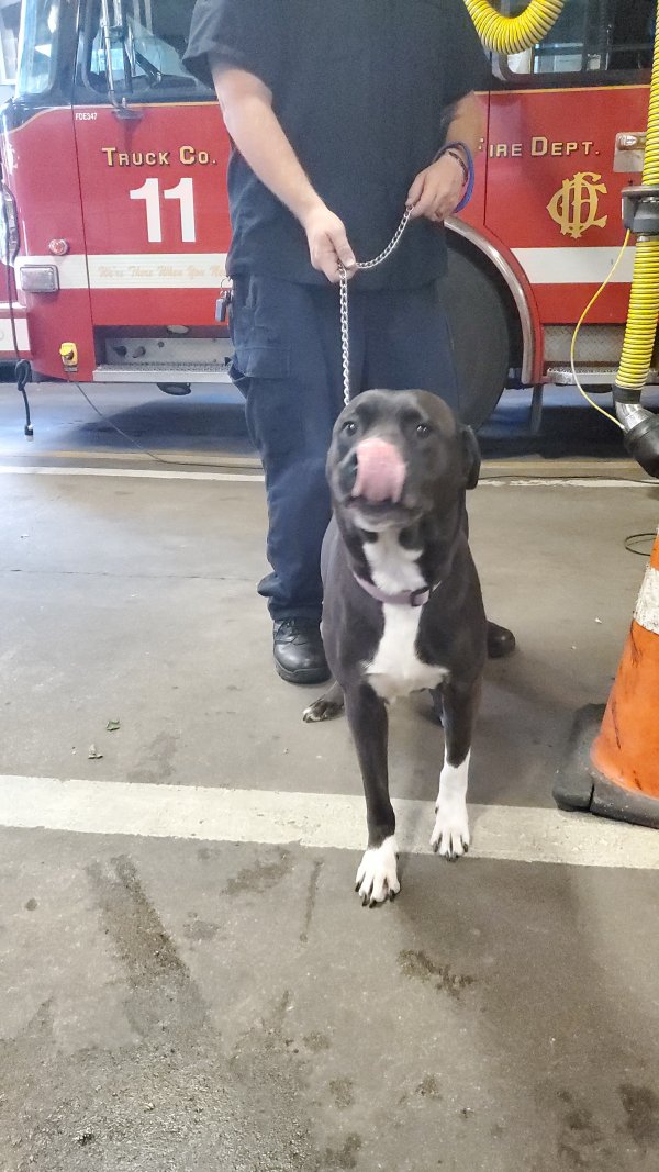 Safe Pit Bull in Chicago, IL