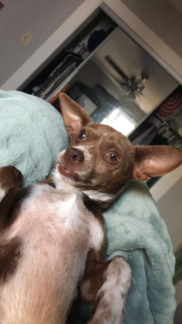Safe Chihuahua in Joliet, IL US