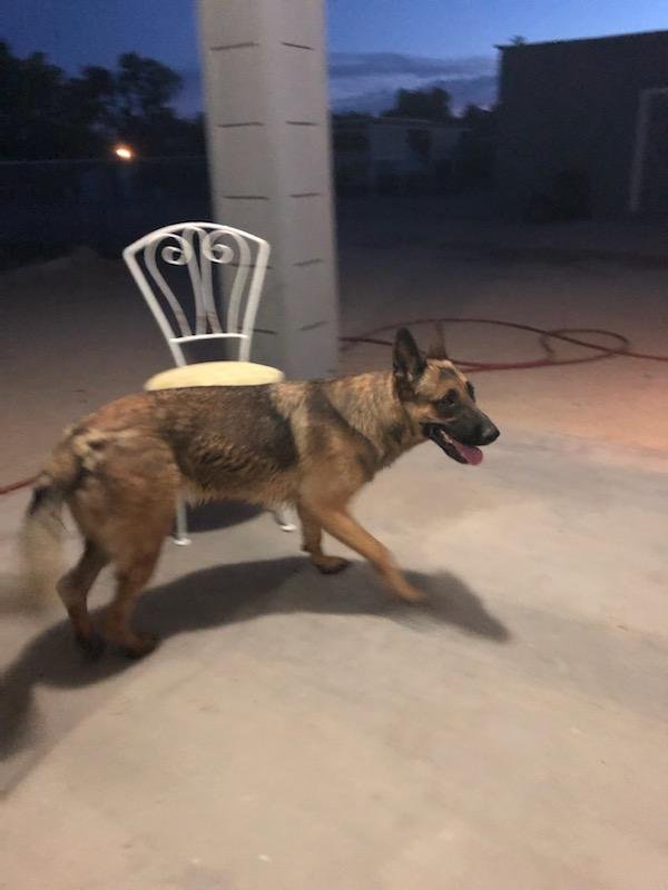 Safe German Shepherd Dog in Waddell, AZ