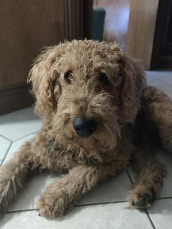Safe Airedale Terrier in Katy, TX