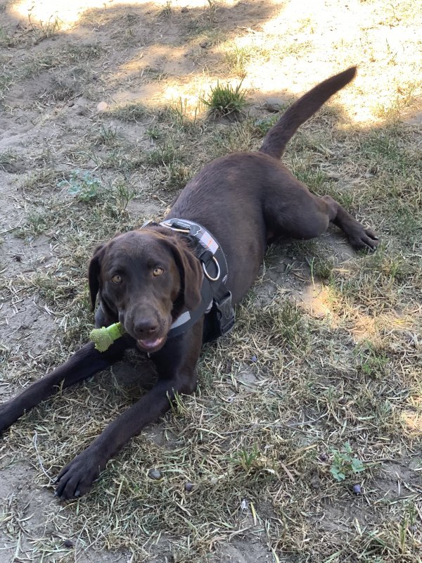 Safe Labrador Retriever in Modesto, CA