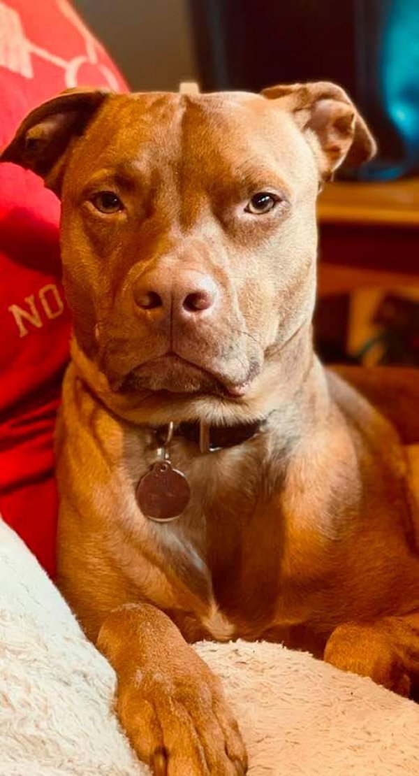 Safe Pit Bull in Levittown, PA