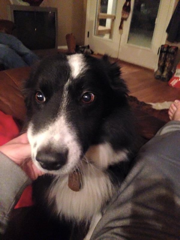 Safe Border Collie in Temple, TX