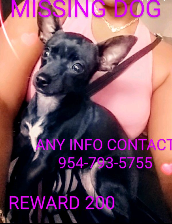 Safe Chihuahua in Fort Lauderdale, FL