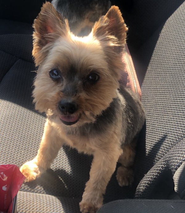 Safe Yorkshire Terrier in Bolingbrook, IL