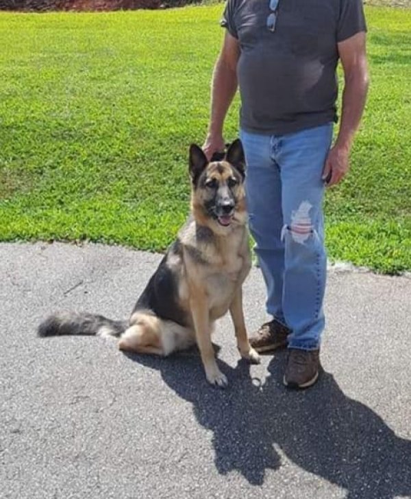 Safe German Shepherd Dog in Hudson, NC