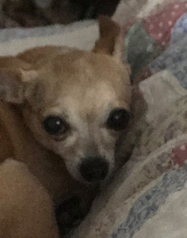 Lost Chihuahua Dog Mighty Me in Gainesville, FL US (32606