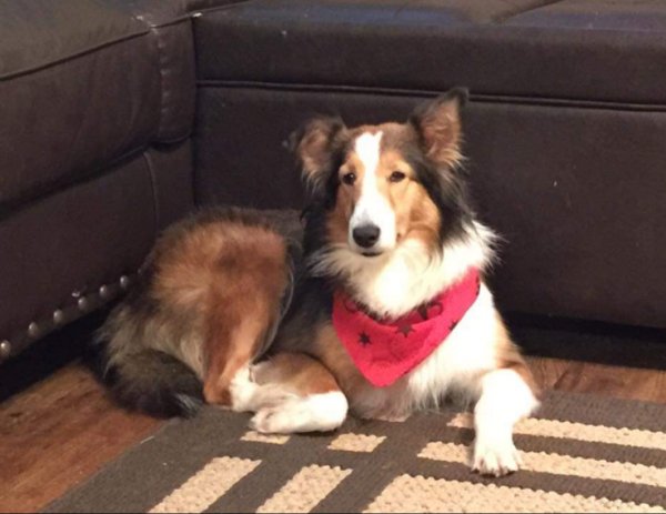 Safe Collie in Springfield, AR