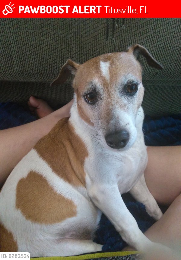 Safe Jack Russell Terrier in Titusville, FL