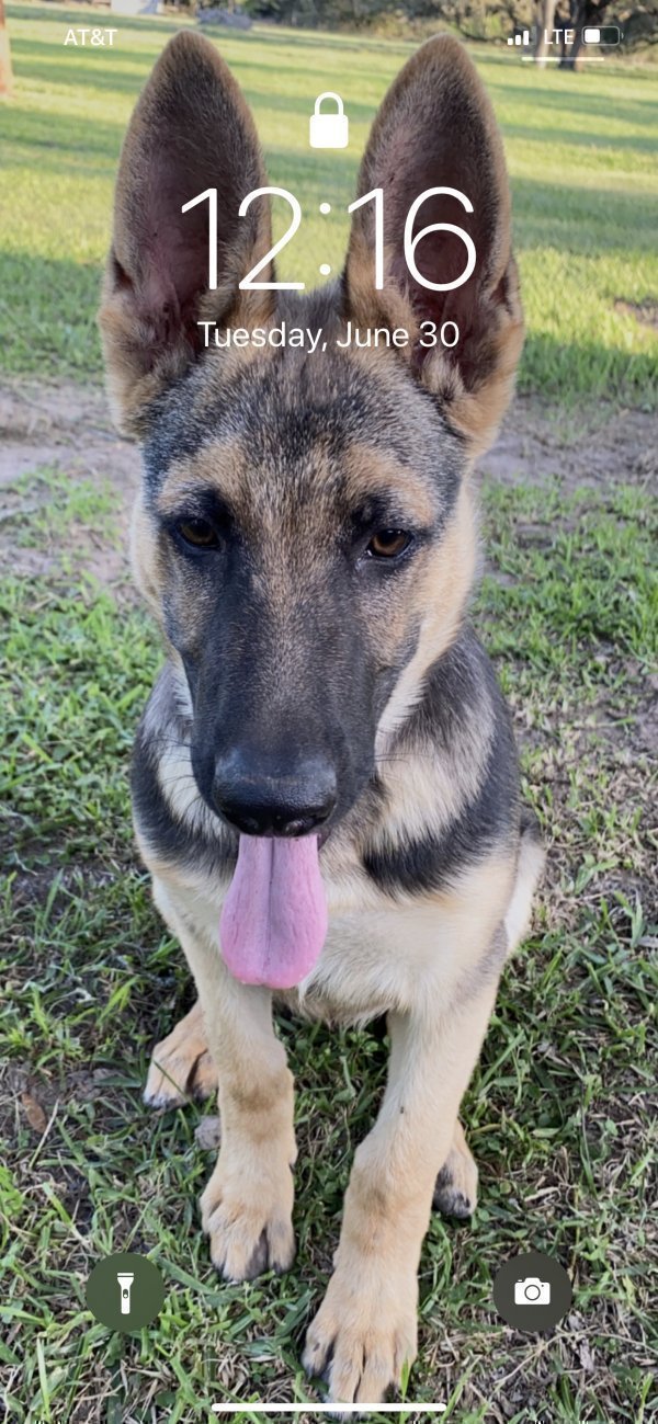 Safe German Shepherd Dog in Port Lavaca, TX