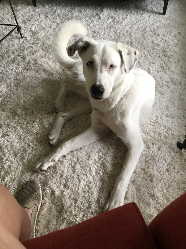 Safe Great Pyrenees in Dallas, TX