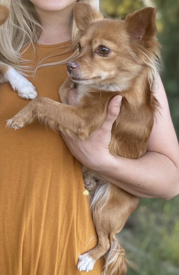 Safe Chihuahua in Chandler, AZ