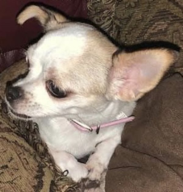 Safe Chihuahua in Kansas City, MO