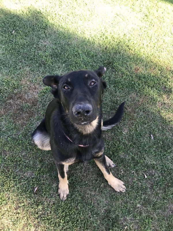 Safe German Shepherd Dog in Caruthers, CA