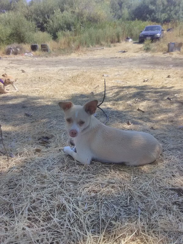 Safe Chihuahua in Antioch, CA
