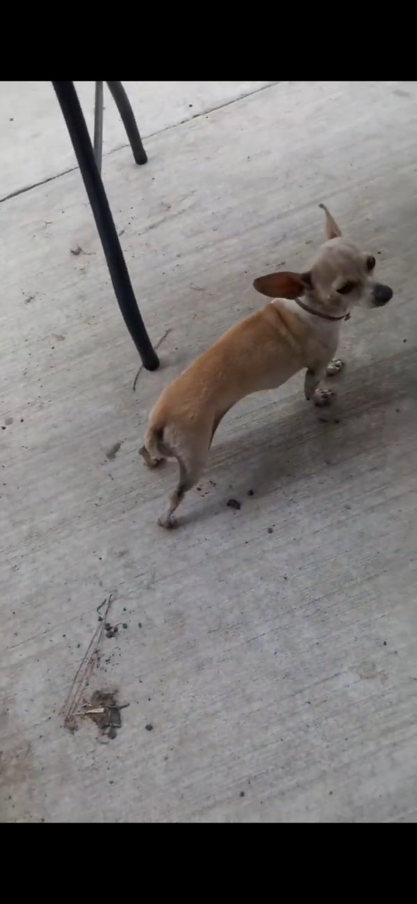 Safe Chihuahua in Fresno, TX