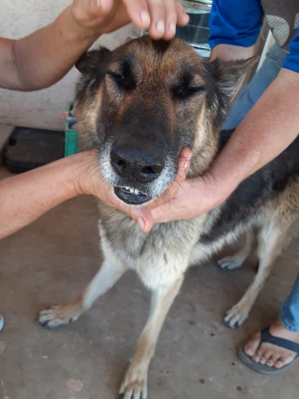 Safe German Shepherd Dog in Phoenix, AZ