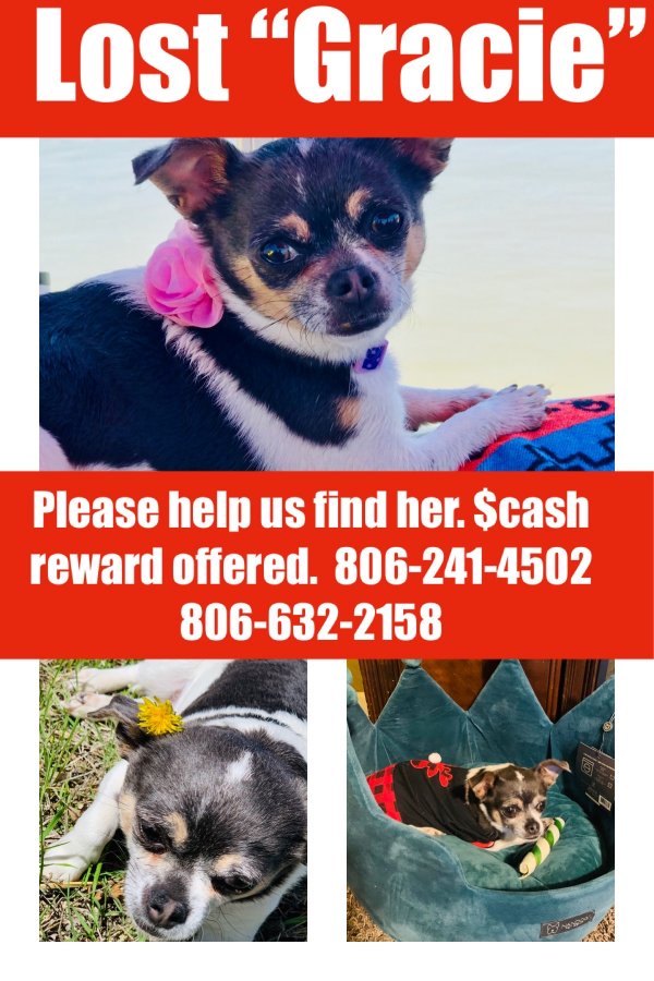 Safe Chihuahua in Olton, TX
