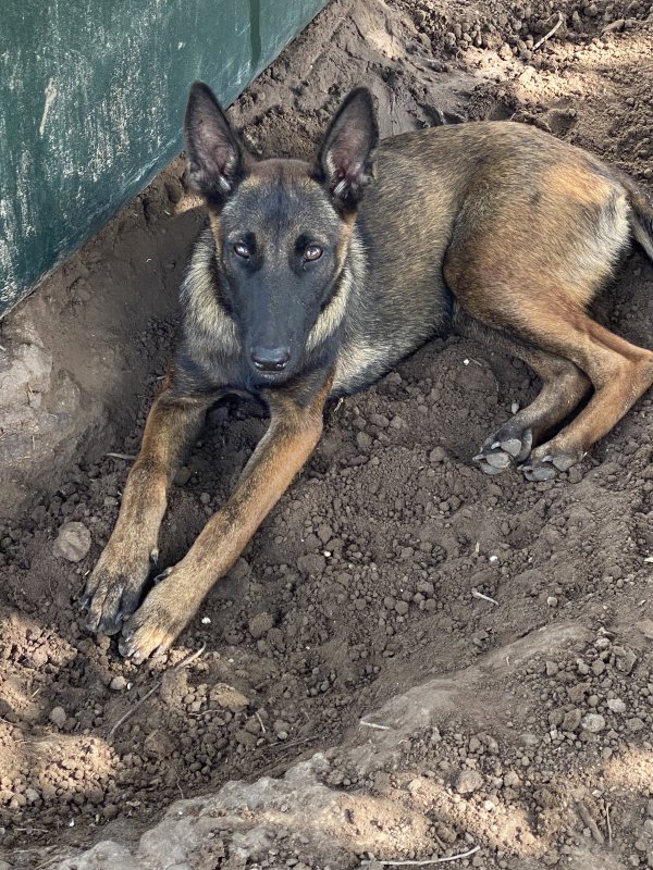 Safe Belgian Malinois in Mission, TX
