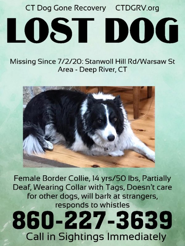 Safe Border Collie in Old Saybrook, CT