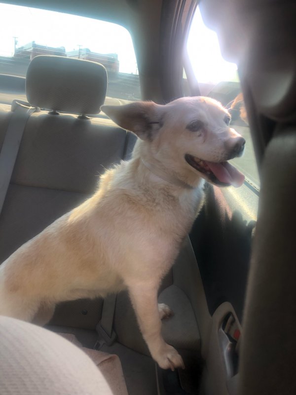 Safe Jack Russell Terrier in Hacienda Heights, CA