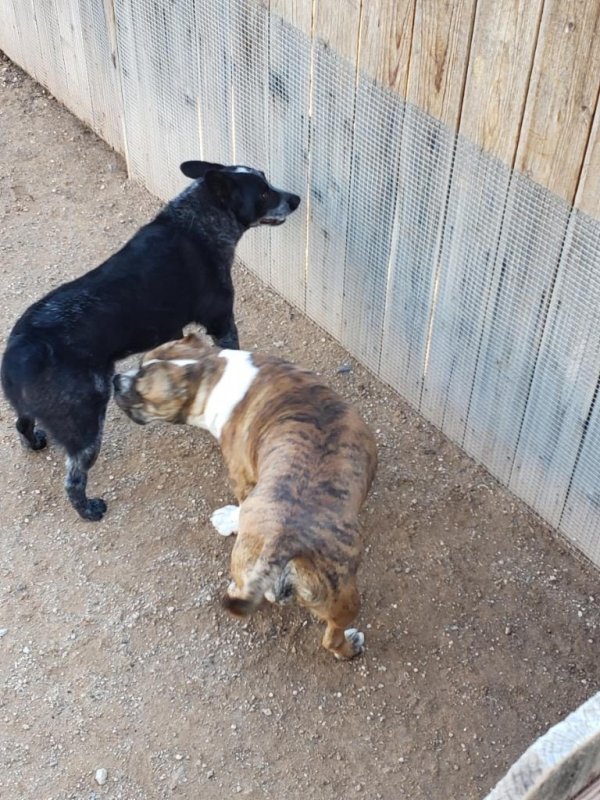 Safe Australian Cattle Dog in Tucson, AZ