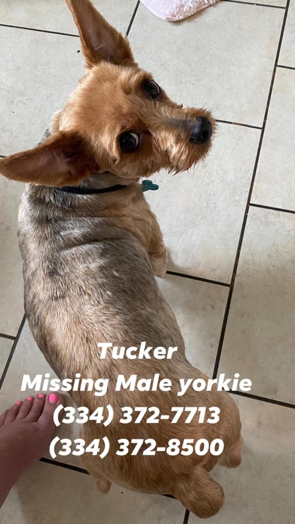 Safe Yorkshire Terrier in Troy, AL