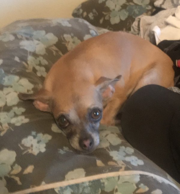 Safe Chihuahua in Glendale, AZ