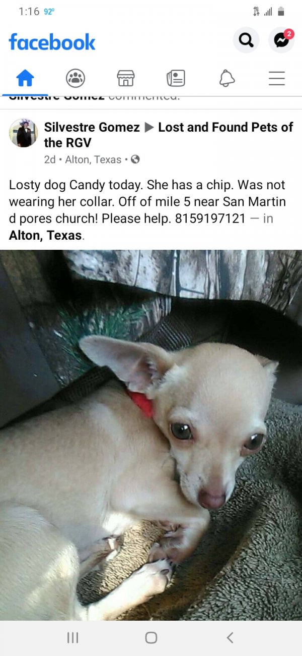 Safe Chihuahua in Mission, TX