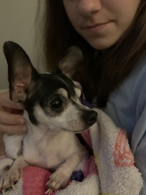 Safe Chihuahua in Rockwall, TX