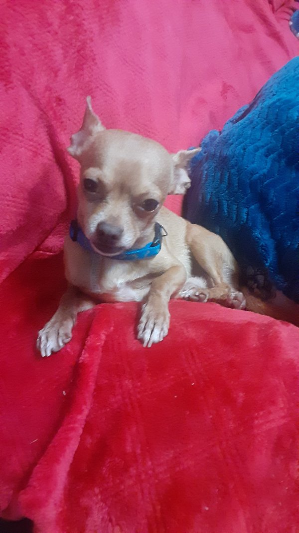 Safe Chihuahua in Miami Beach, FL