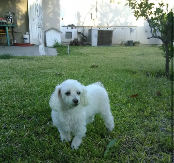 Safe Poodle in Ontario, CA US