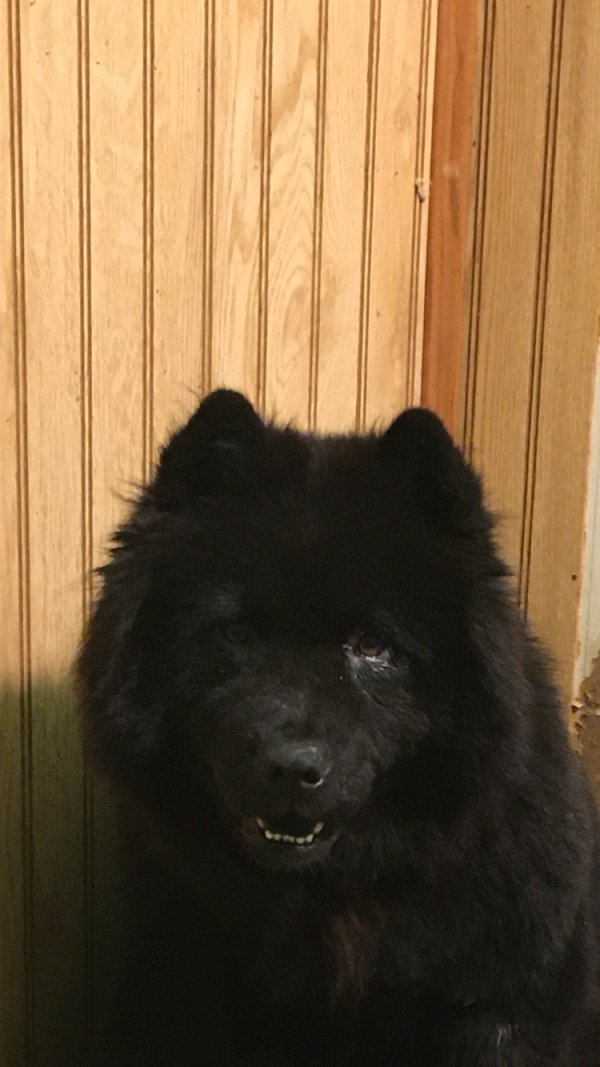 Safe Chow Chow in West Fork, AR