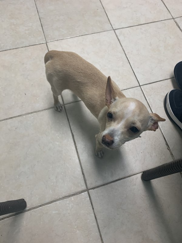 Safe Chihuahua in Dawson, AL