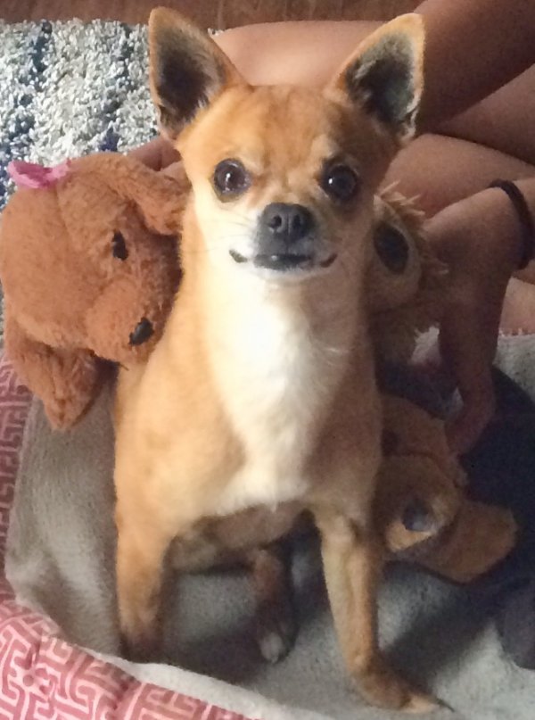 Safe Chihuahua in Bixby, OK