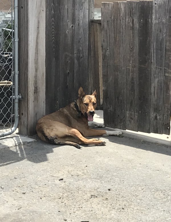 Safe Dog in Antioch, CA