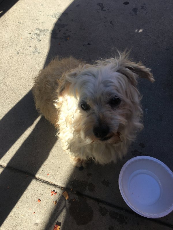 Safe Poodle in Huntington Park, CA