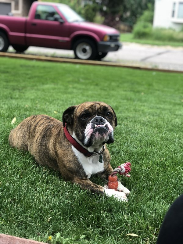 Safe English Bulldog in Westminster, CO