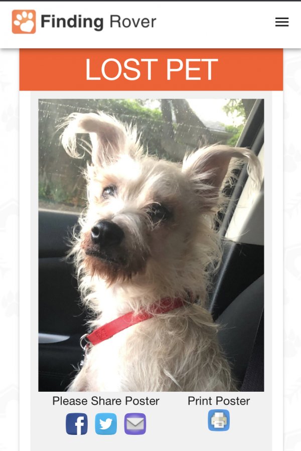 Safe Cairn Terrier in Plano, TX