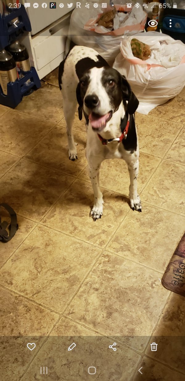 Safe Beagle in Rochester, NY