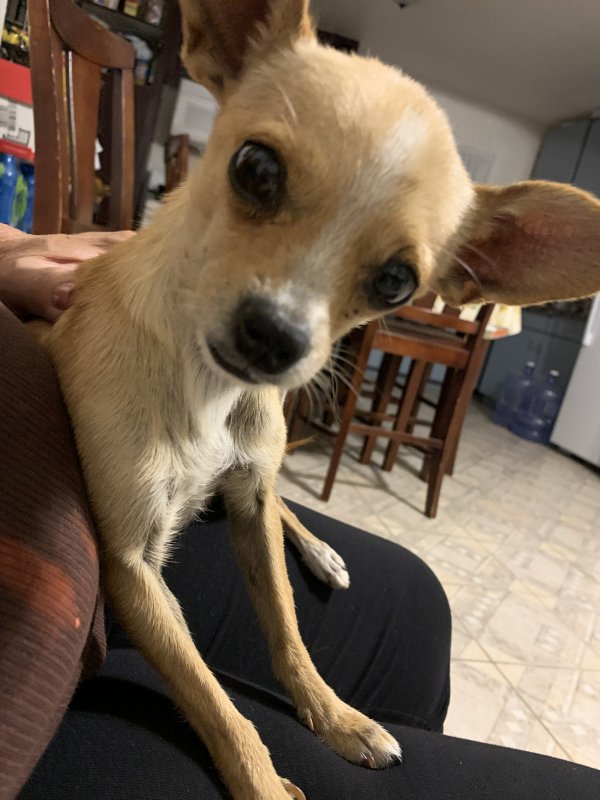 Safe Chihuahua in Riverside, CA