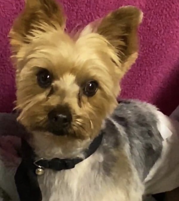 Safe Yorkshire Terrier in Fountain Valley, CA