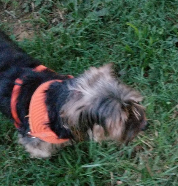 Safe Yorkshire Terrier in Columbia, TN