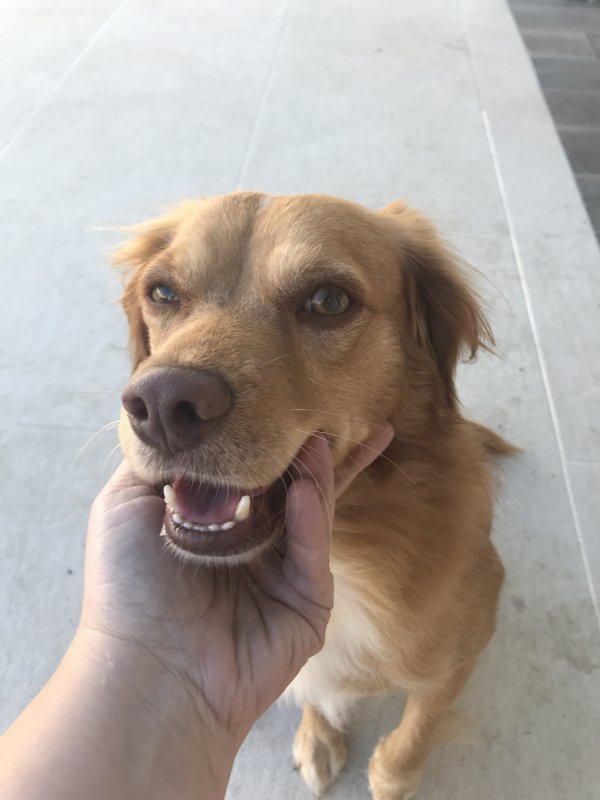 Safe Dog in Orange, CA